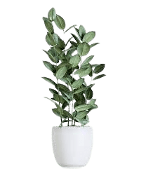 A plant in a white pot on top of a green background.